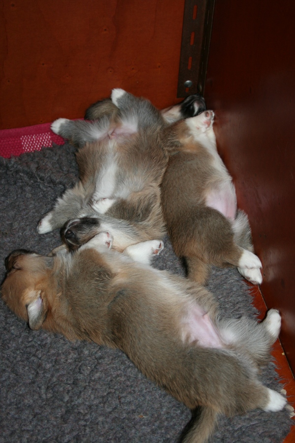 Puppies